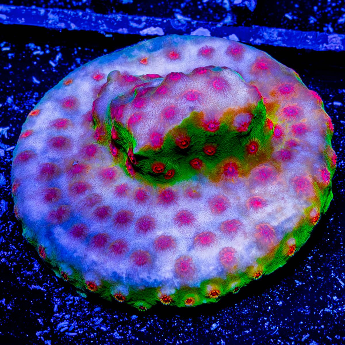 Defcon Cyphastrea - riptide aquaculture llc