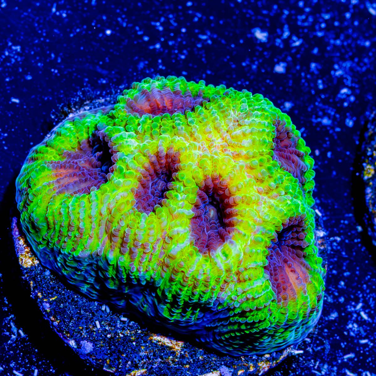 Green Goblin Favia - riptide aquaculture llc
