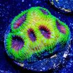 Green Goblin Favia - riptide aquaculture llc