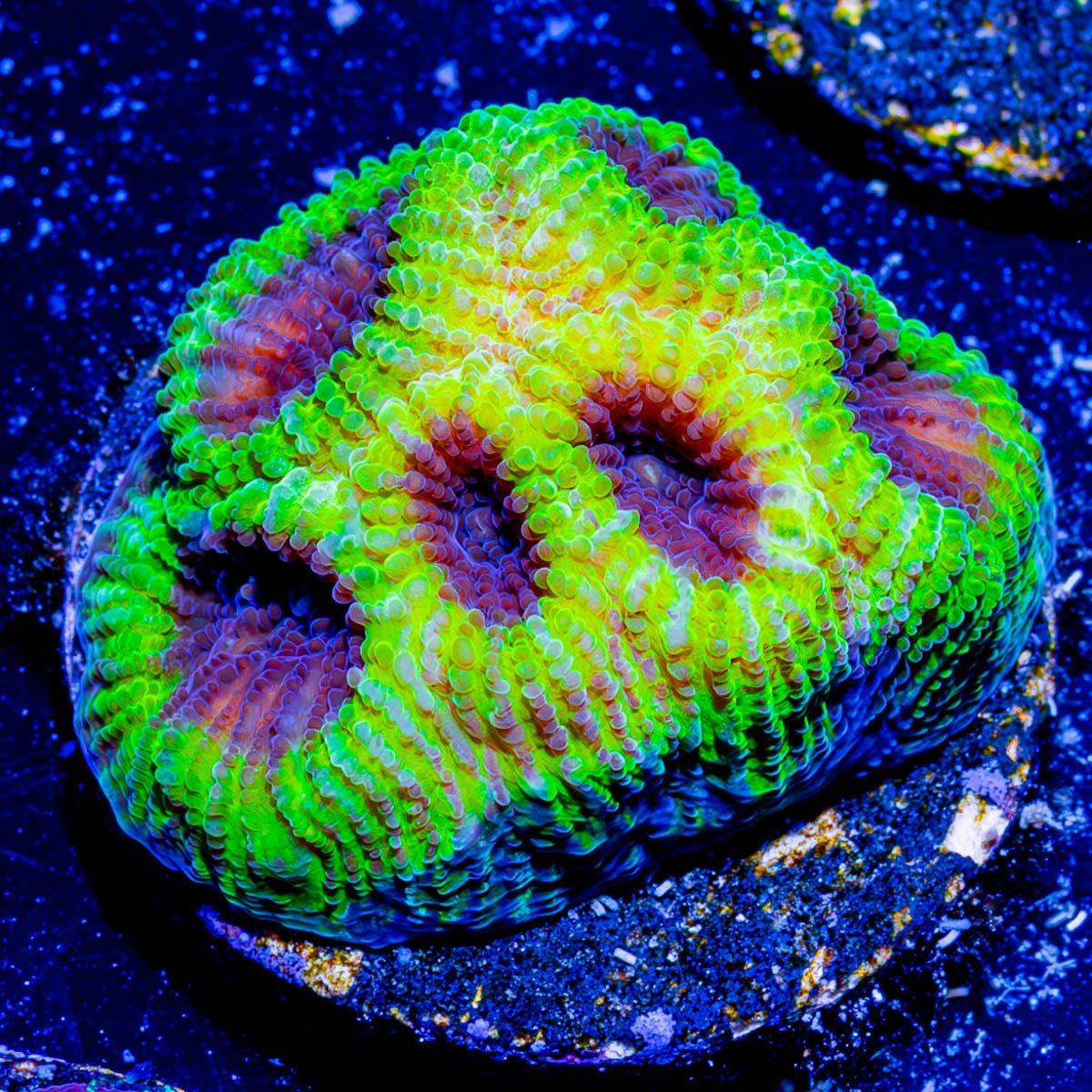 Green Goblin Favia - riptide aquaculture llc