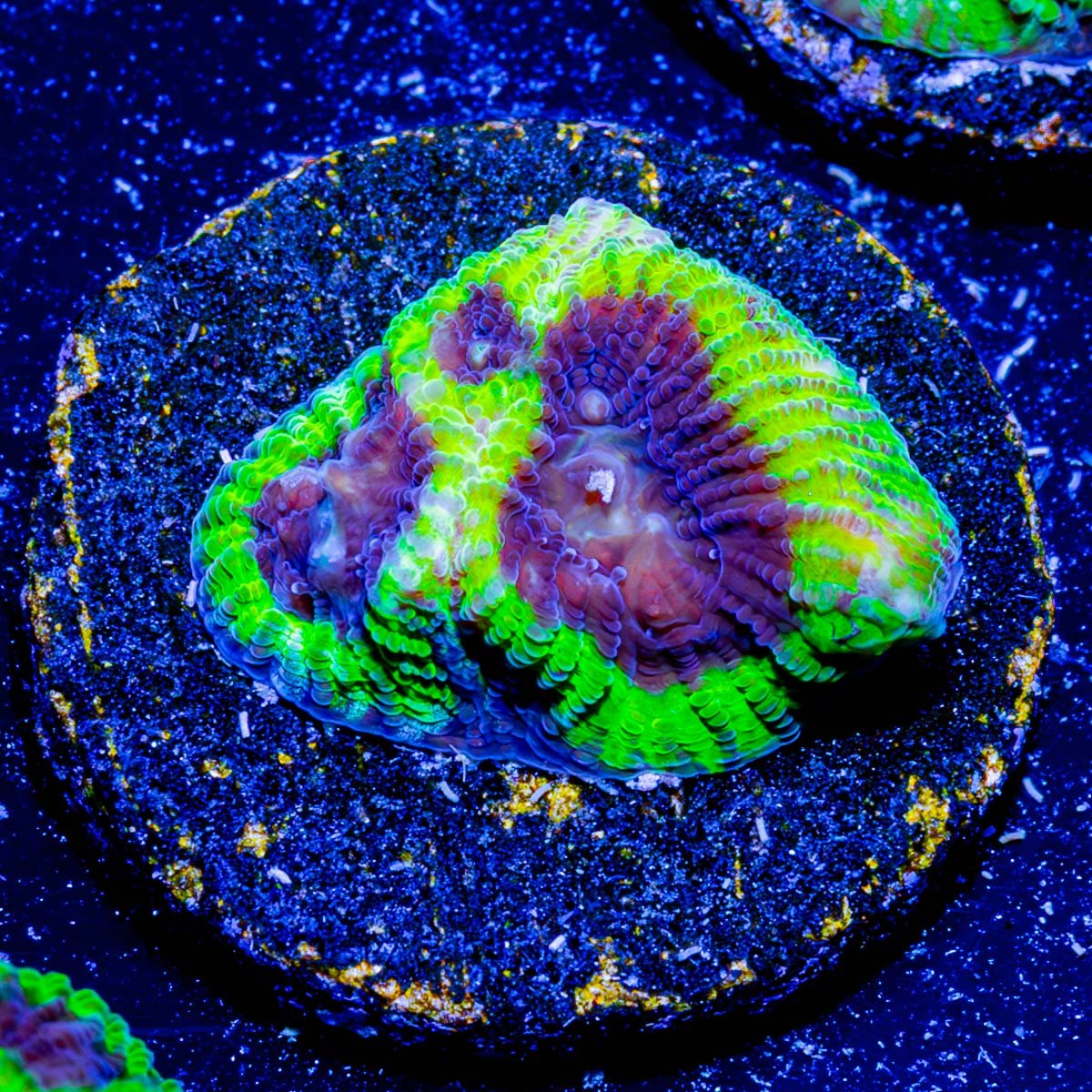 Green Goblin Favia - riptide aquaculture llc