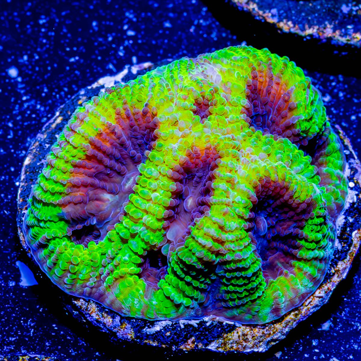 Green Goblin Favia - riptide aquaculture llc