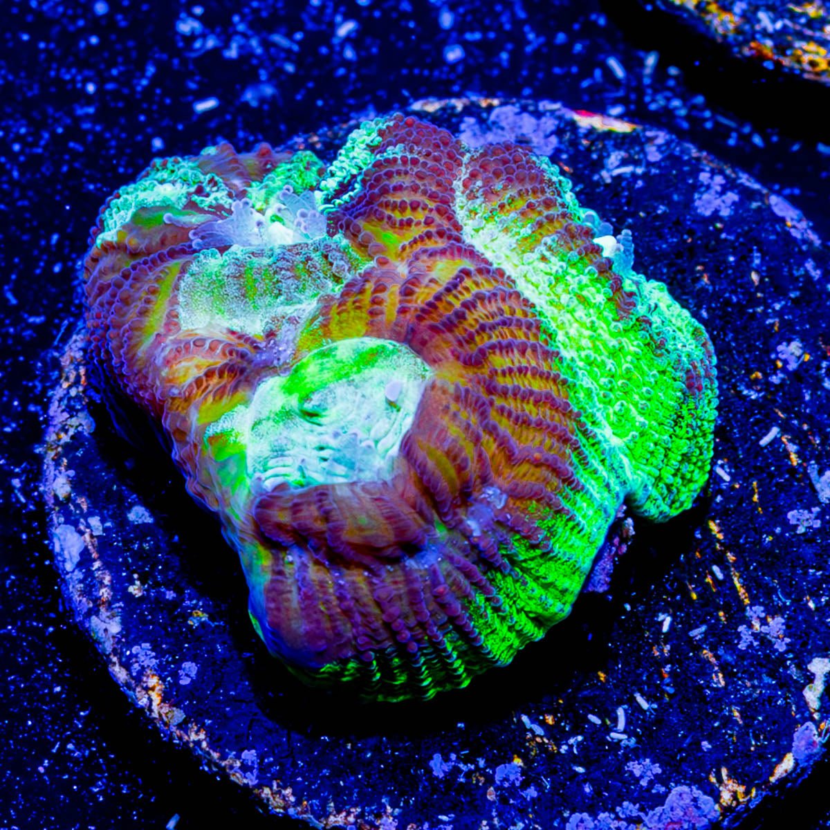 Green Lantern Favia - riptide aquaculture llc