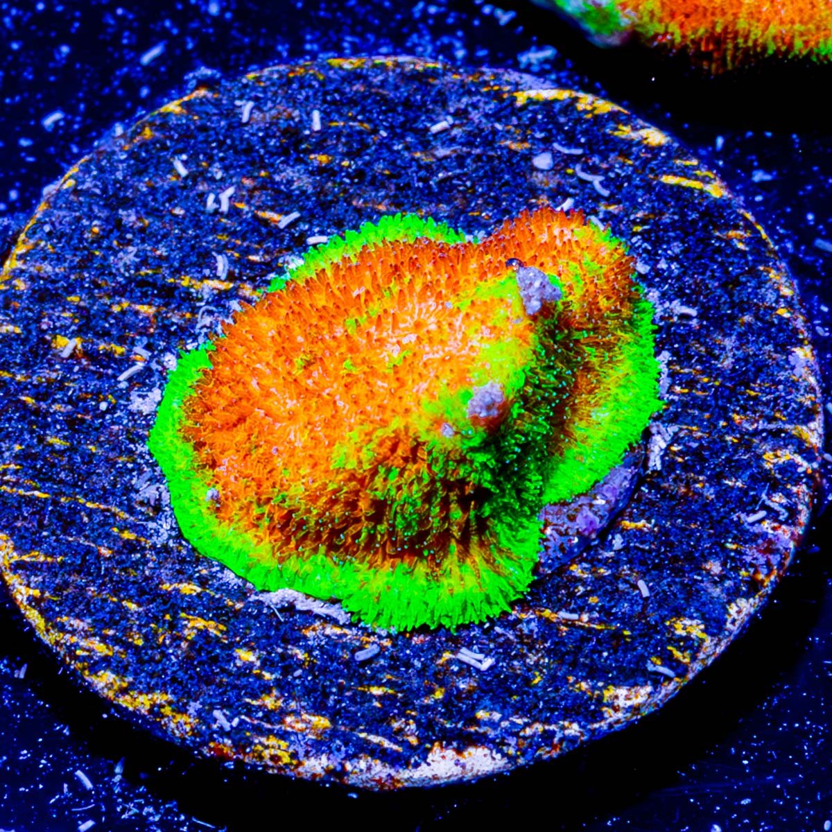 Watermelon Psammocora - riptide aquaculture llc
