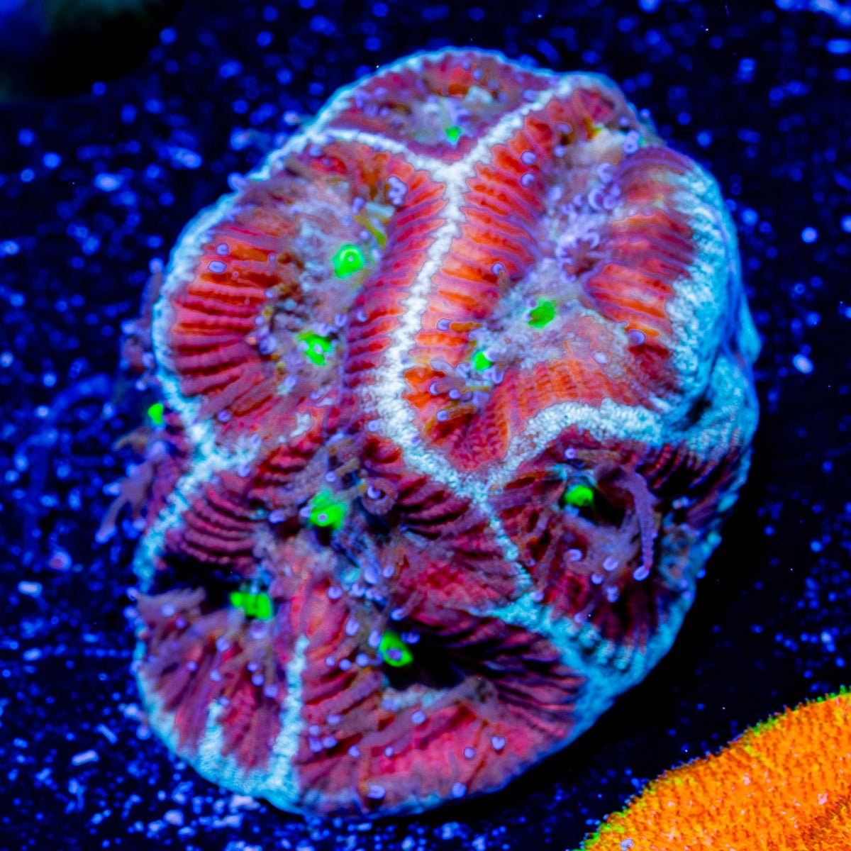 Earthquake Favia - riptide aquaculture llc