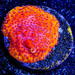 Orange Marmalade Montipora - riptide aquaculture llc