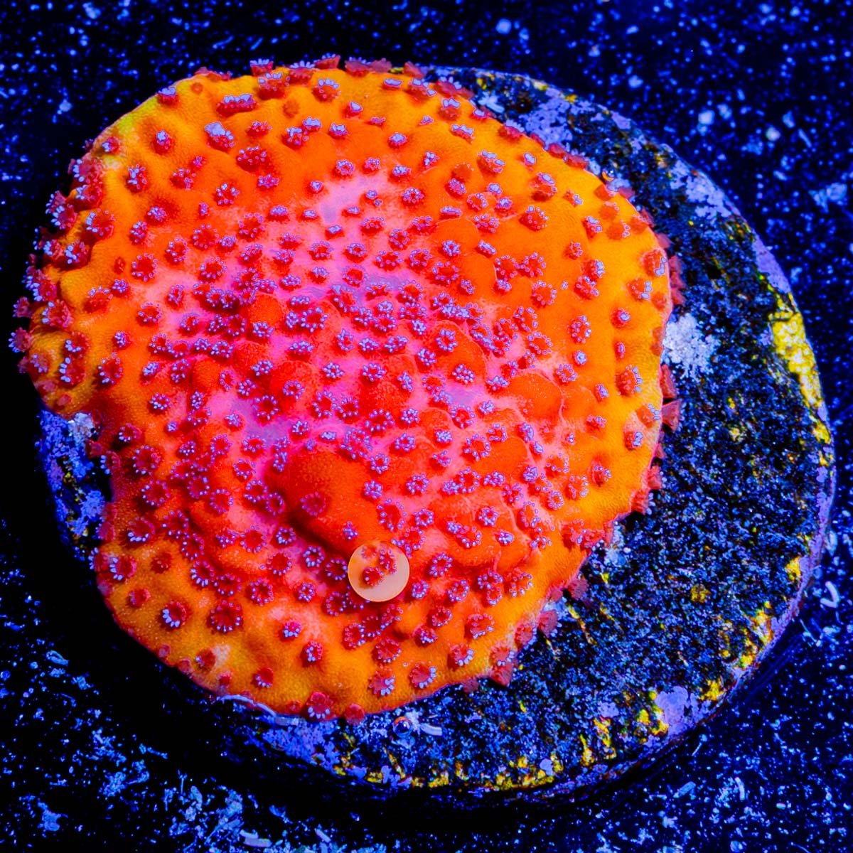 Orange Marmalade Montipora - riptide aquaculture llc