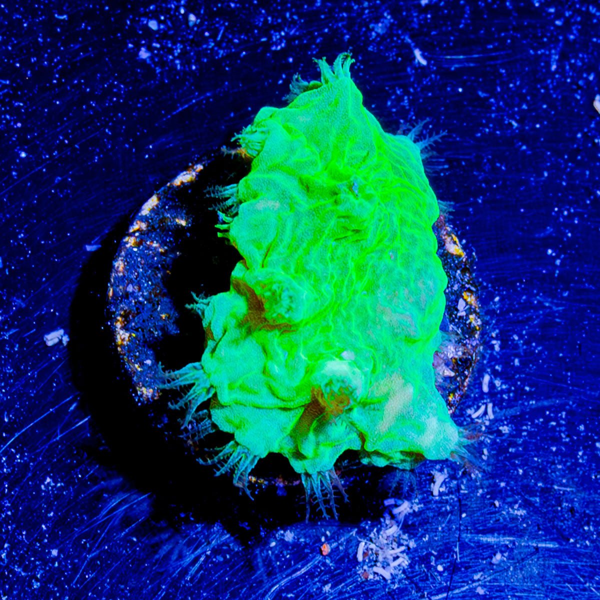 NEON Green Cabbage Leather - riptide aquaculture llc