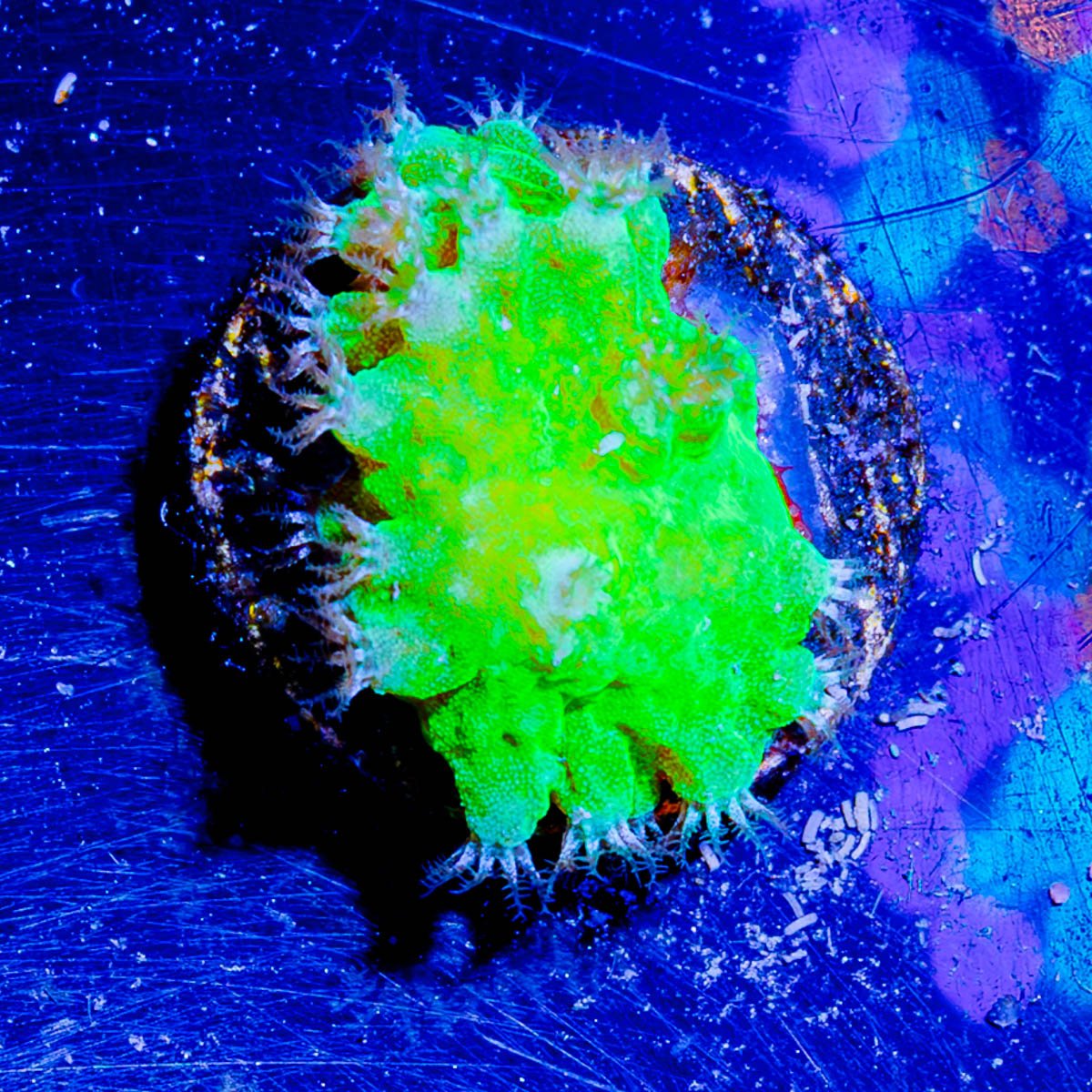 NEON Green Cabbage Leather - riptide aquaculture llc