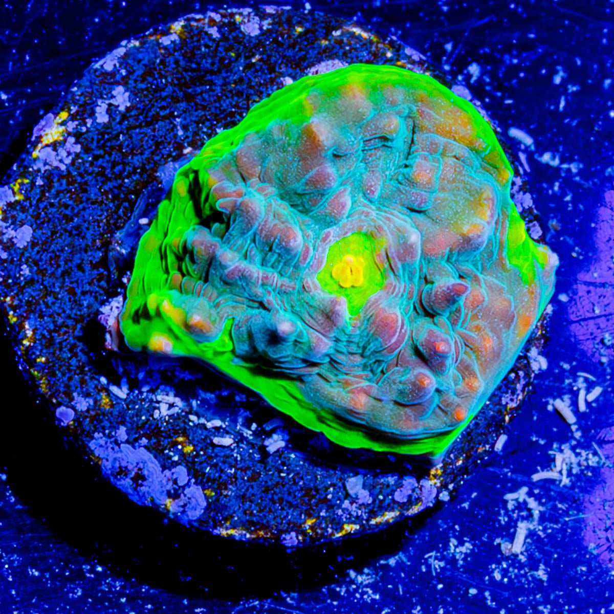 Limewire Chalice - riptide aquaculture llc