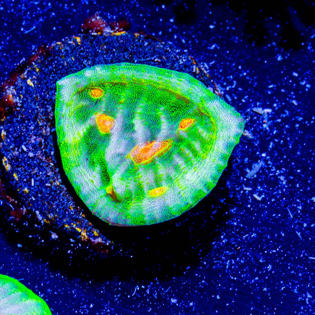 Space Invader Chalice - riptide aquaculture llc