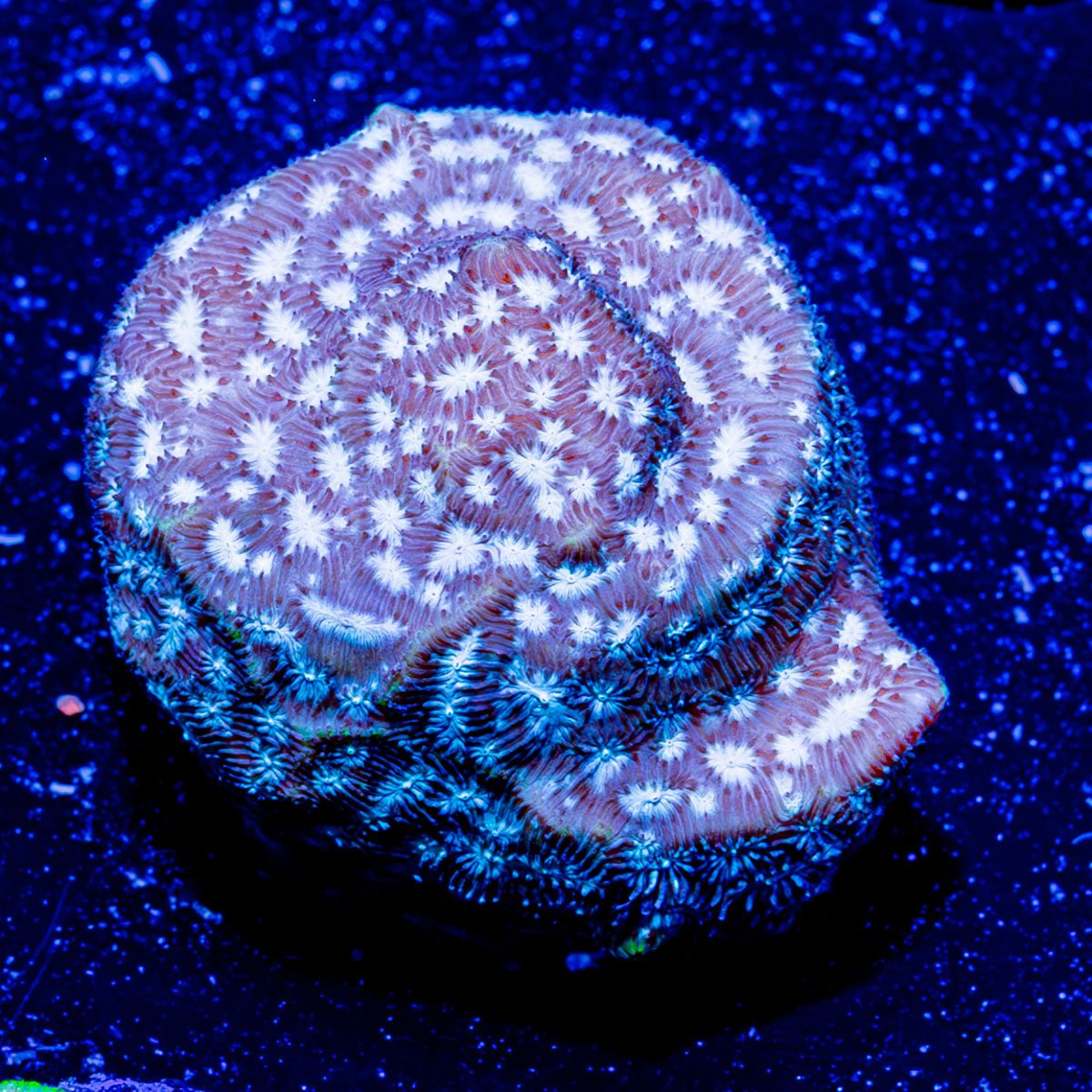 Thin Mint Lepto - riptide aquaculture llc