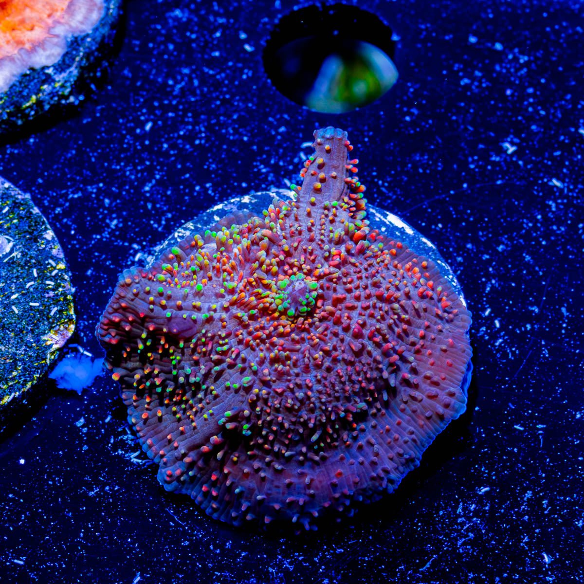 Rainbow Interstellar Mushroom - riptide aquaculture llc