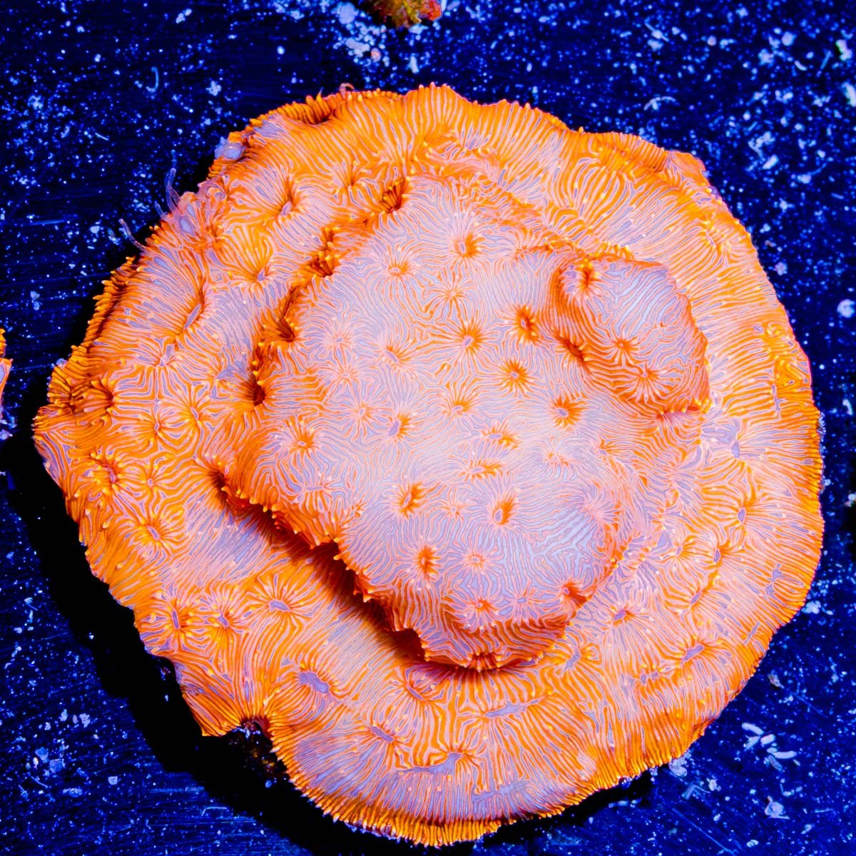 Orange Pavona - riptide aquaculture llc