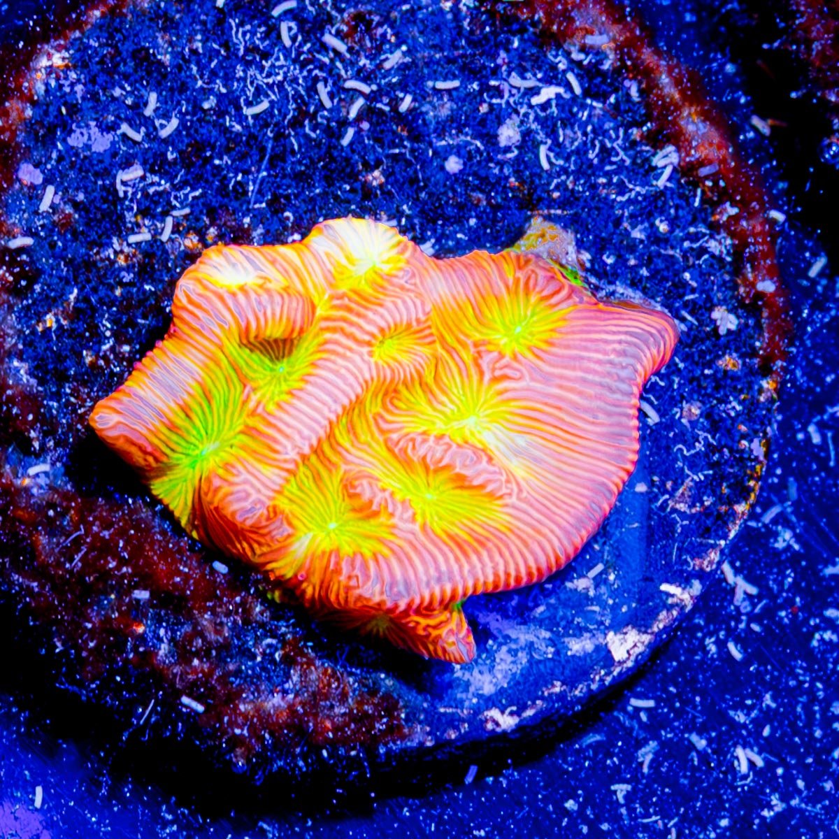 Jack o Lantern Lepto - riptide aquaculture llc