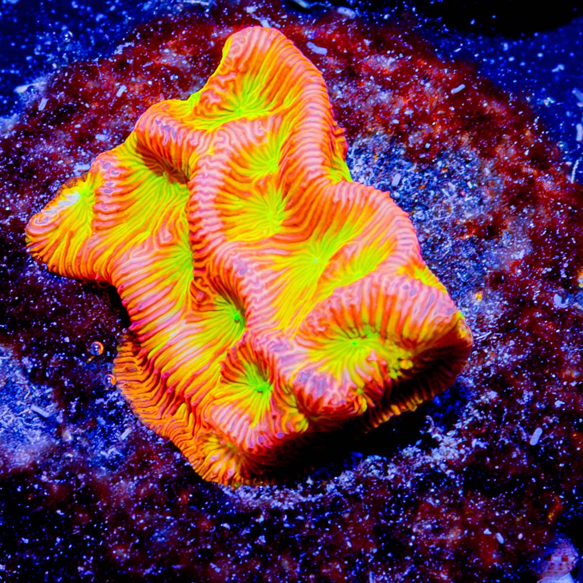 Jack o Lantern Lepto - riptide aquaculture llc