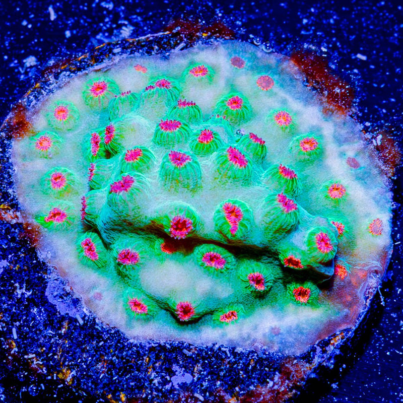 Meteor Shower Cyphastrea