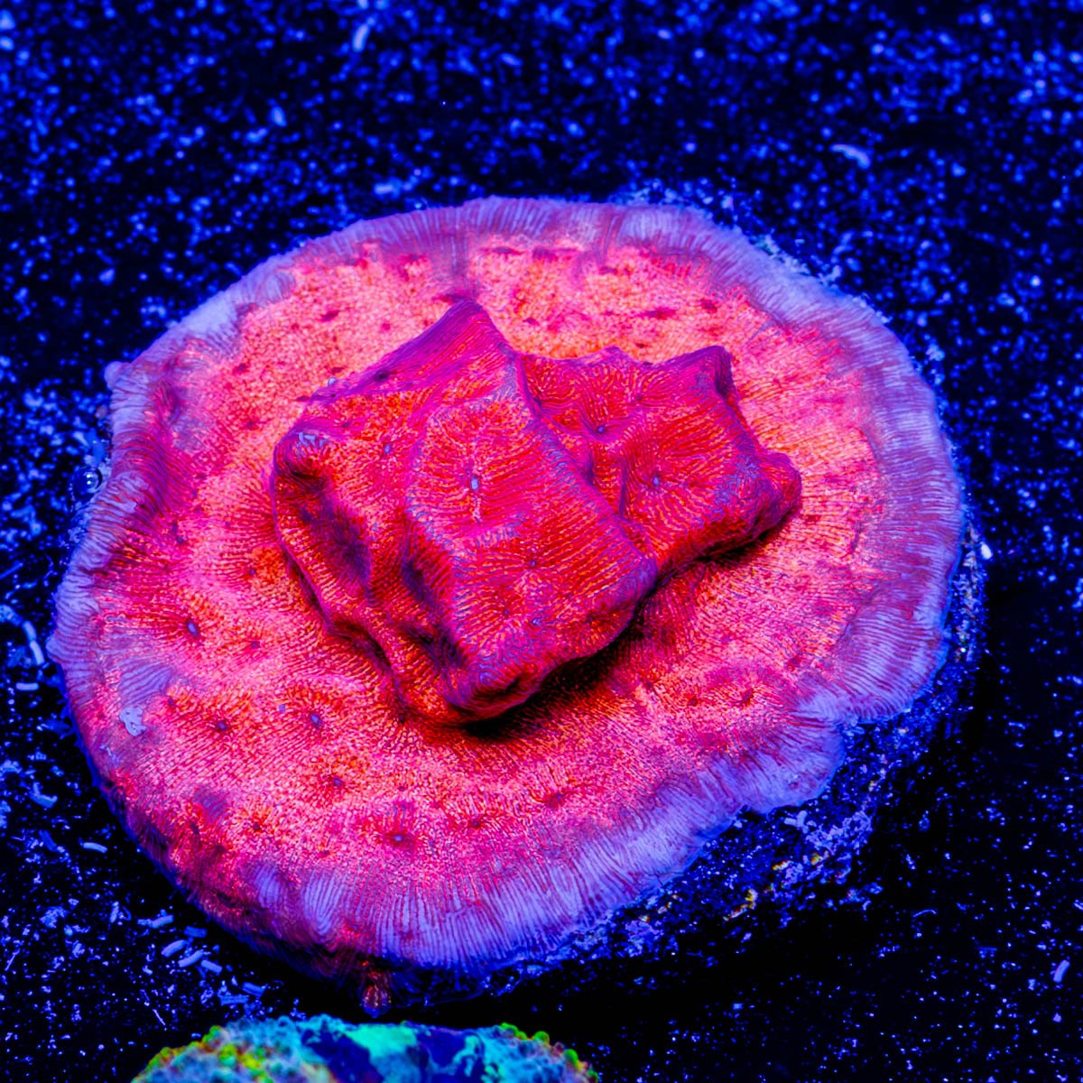 Lepto - riptide aquaculture llc