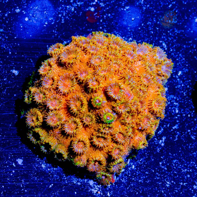Coppertone Cyphastrea