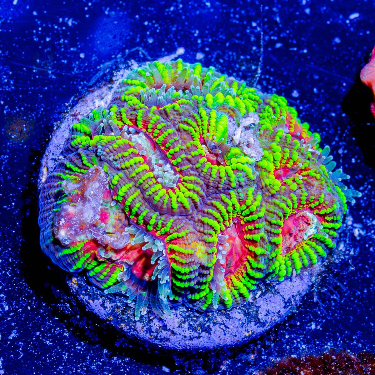 Hypnotic favia - riptide aquaculture llc