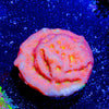 Lepto - riptide aquaculture llc