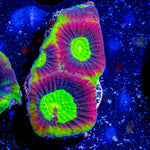 Dragon Slayer Favia - riptide aquaculture llc