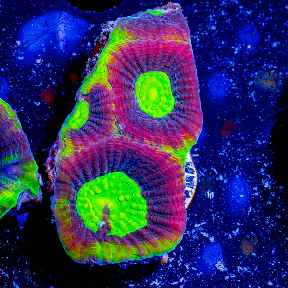 Dragon Slayer Favia - riptide aquaculture llc