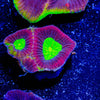 Dragon Slayer Favia - riptide aquaculture llc