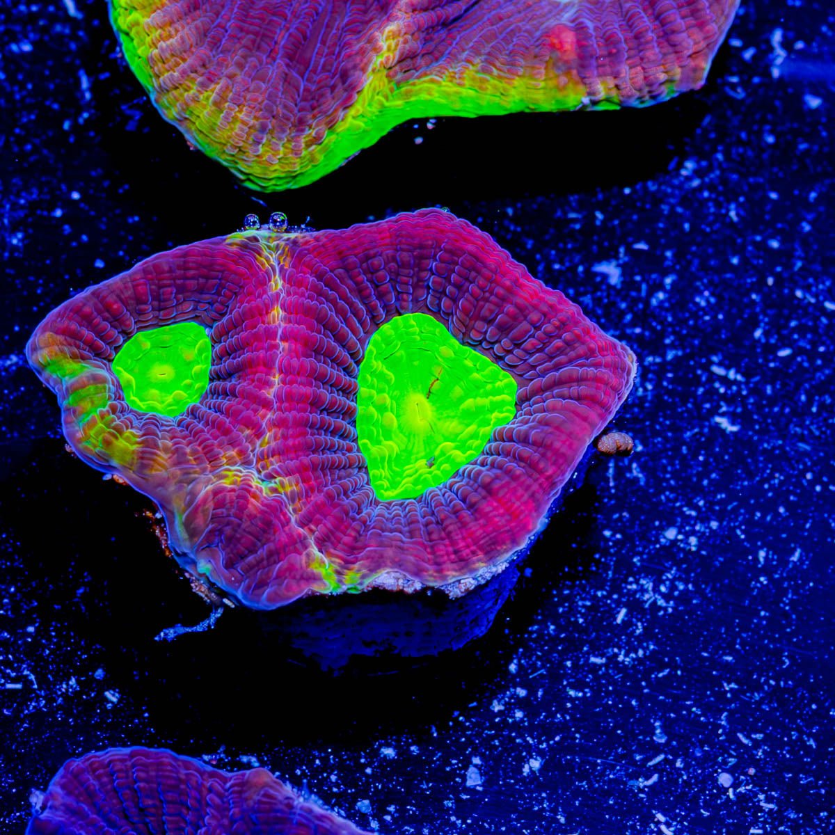 Dragon Slayer Favia - riptide aquaculture llc