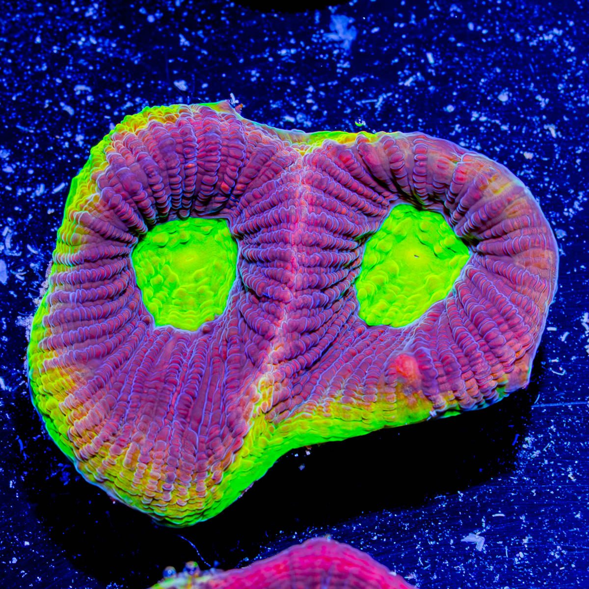 Dragon Slayer Favia - riptide aquaculture llc