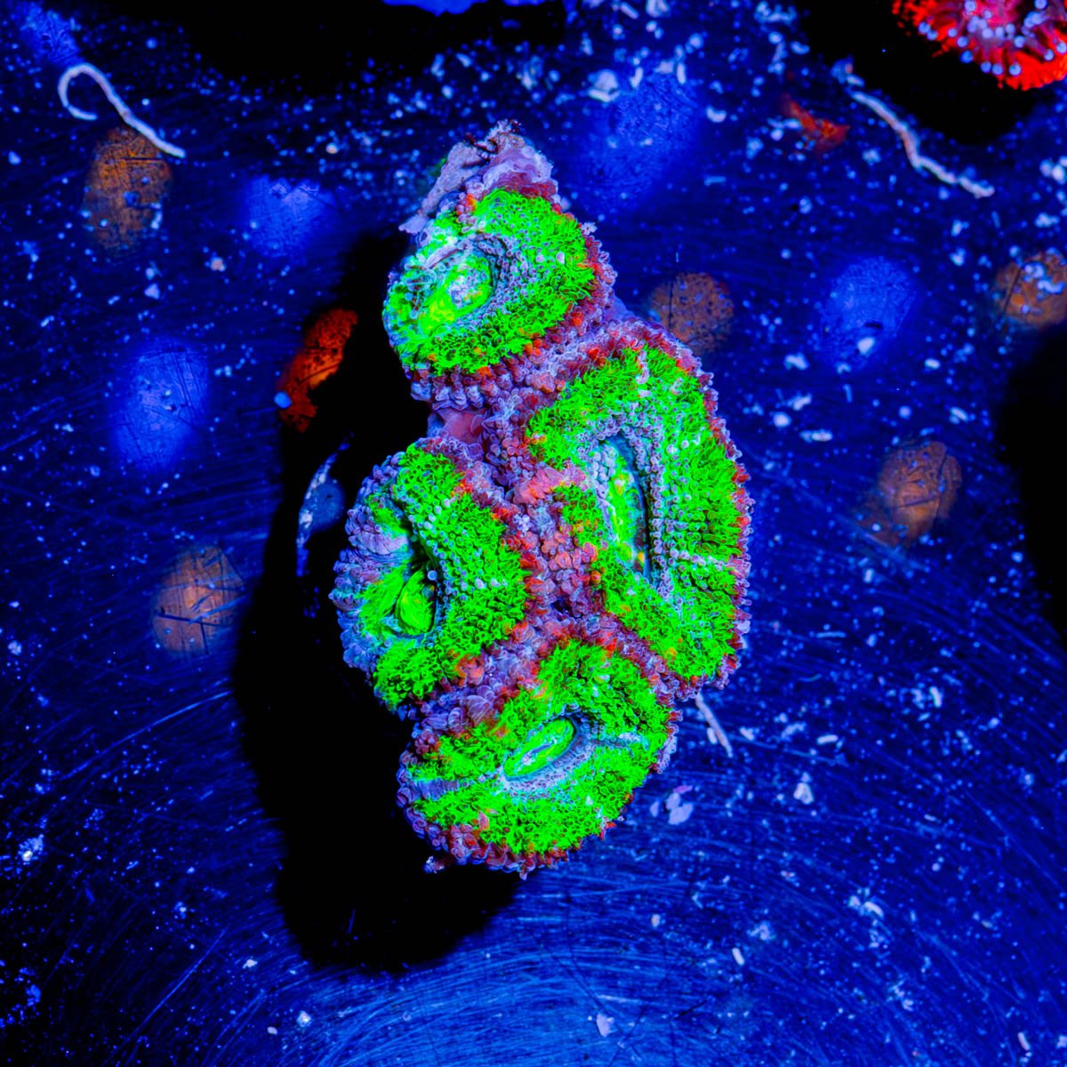 Acan / Micromussa - riptide aquaculture llc