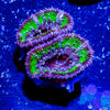 Acan / Micromussa - riptide aquaculture llc