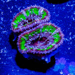 Acan / Micromussa - riptide aquaculture llc
