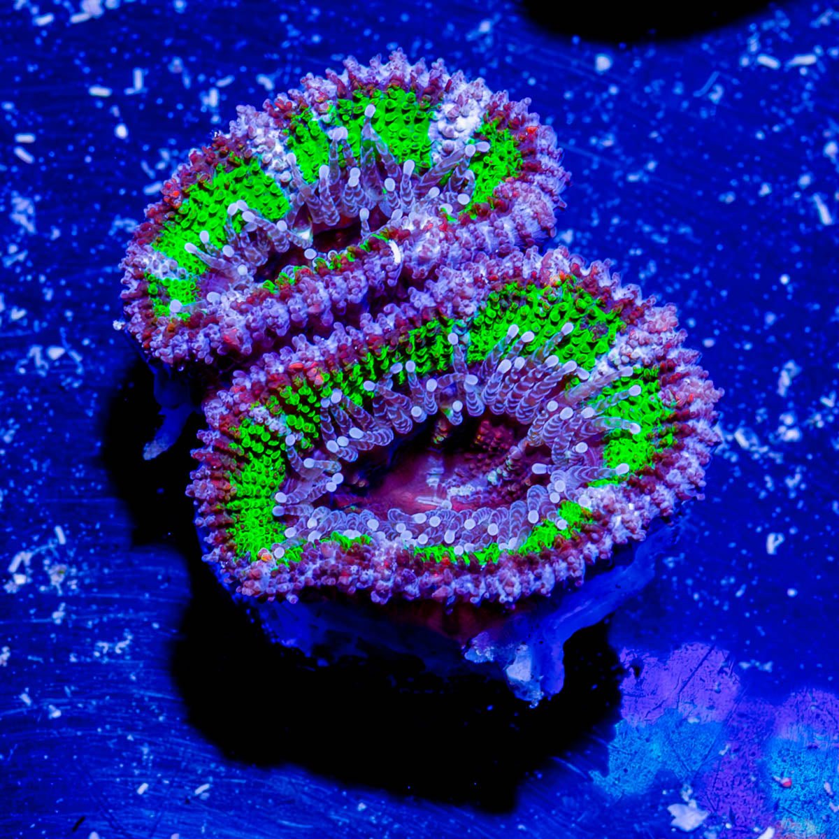 Acan / Micromussa - riptide aquaculture llc