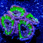 Acan / Micromussa - riptide aquaculture llc