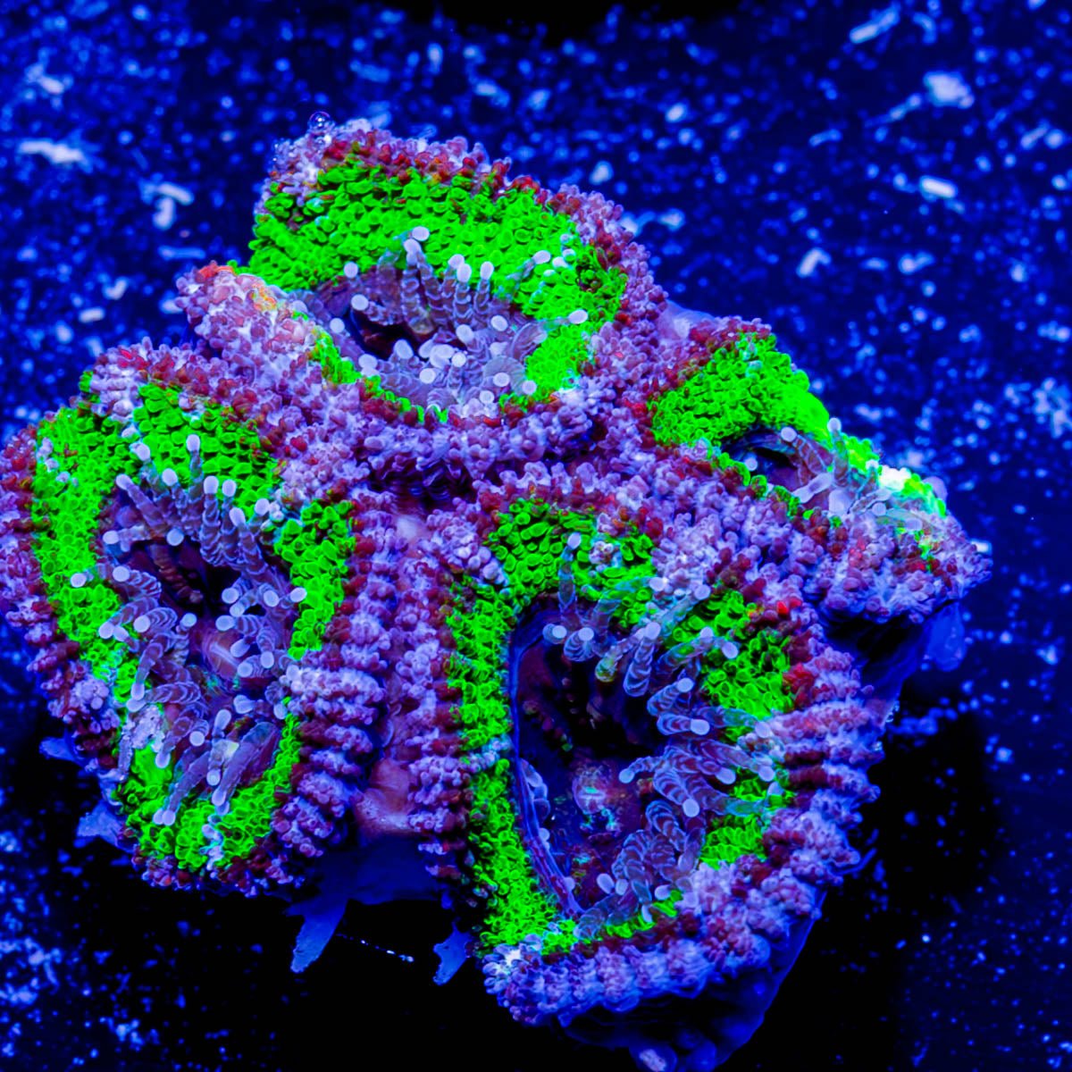 Acan / Micromussa - riptide aquaculture llc