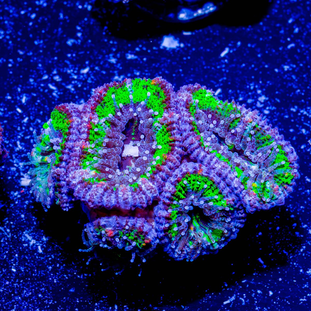 Acan / Micromussa - riptide aquaculture llc