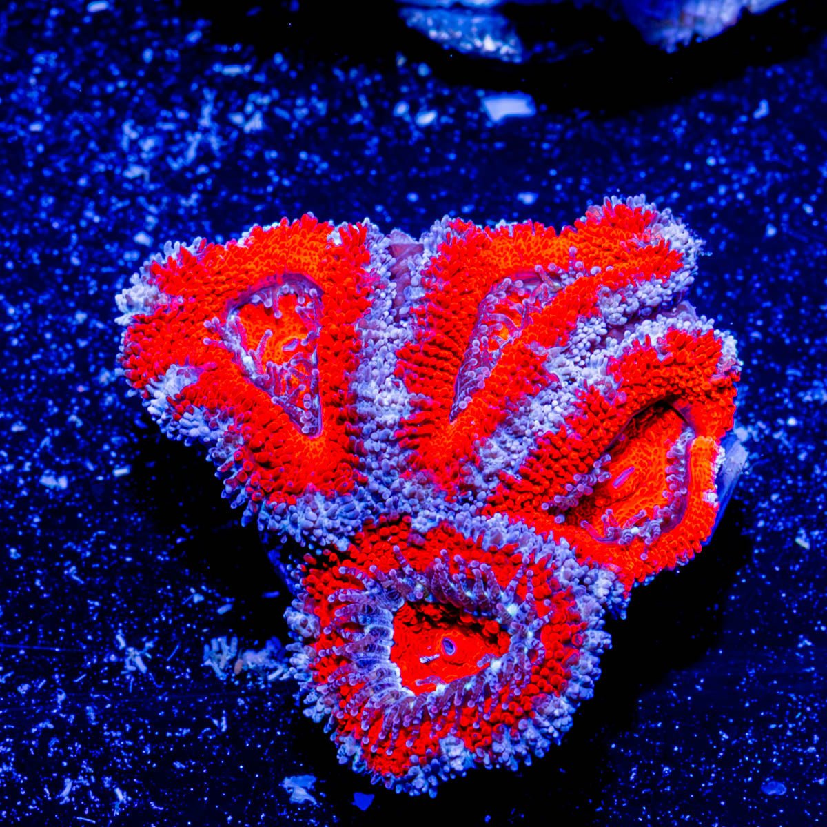 Acan / Micromussa - riptide aquaculture llc