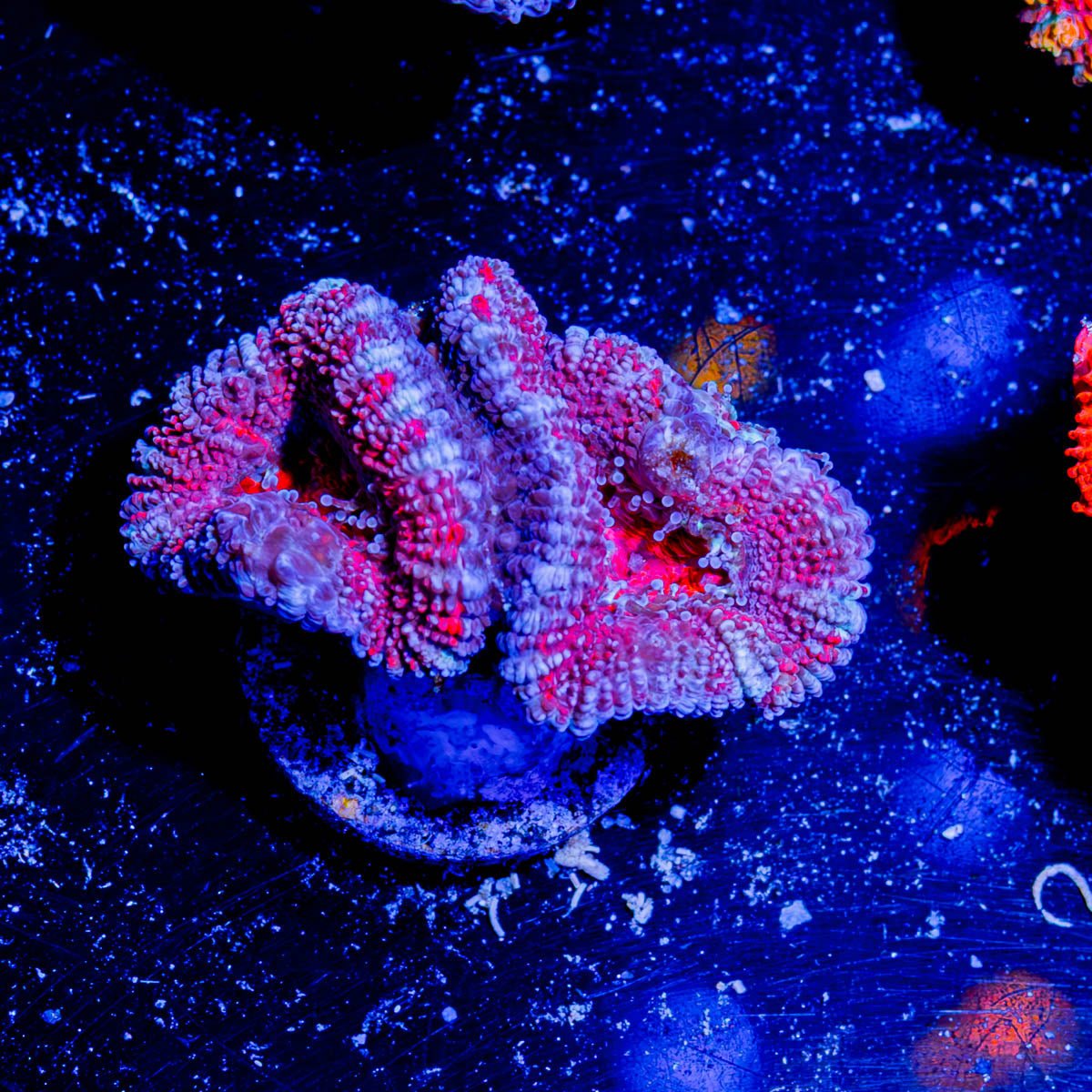 Acan / Micromussa - riptide aquaculture llc