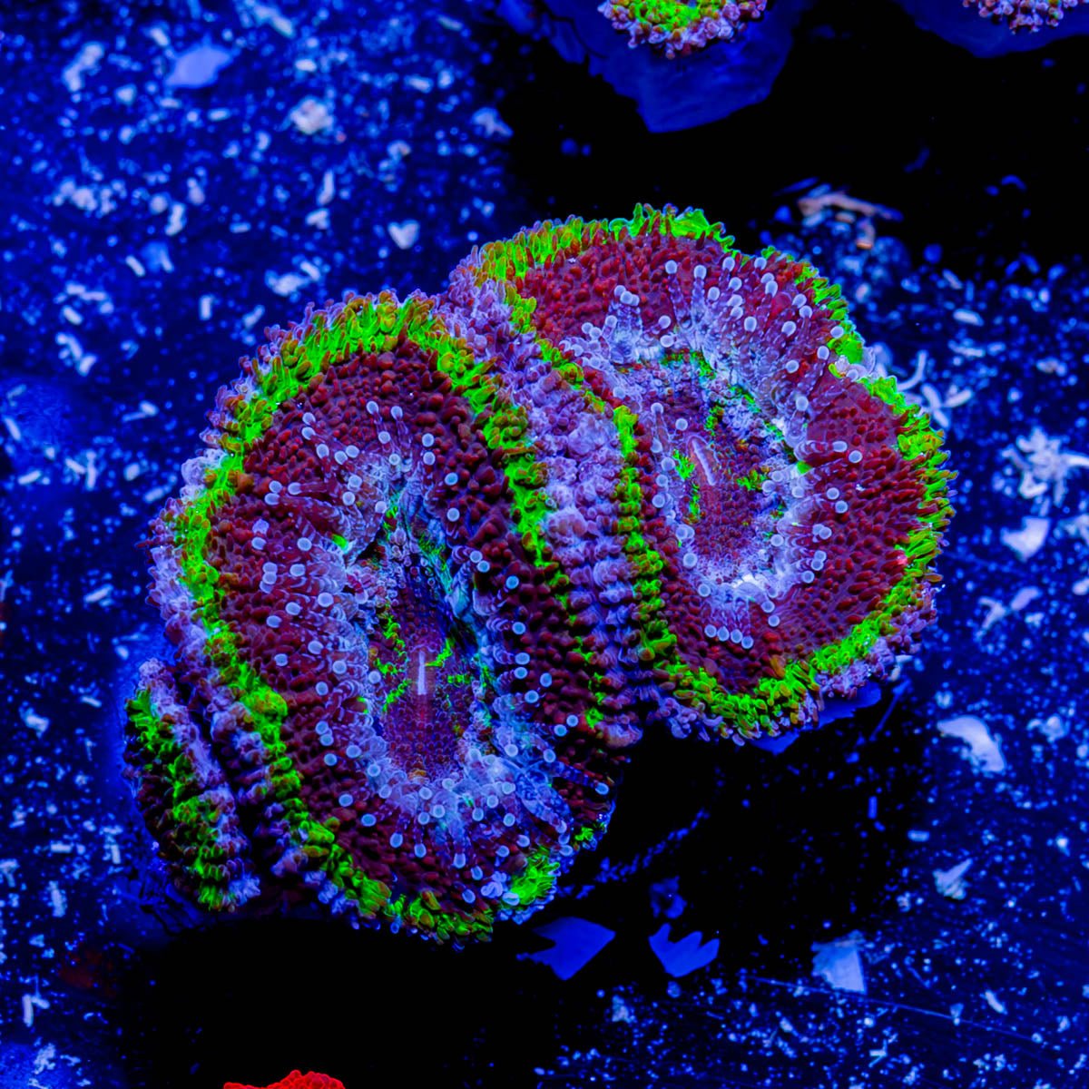 Acan / Micromussa - riptide aquaculture llc