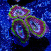 Acan / Micromussa - riptide aquaculture llc