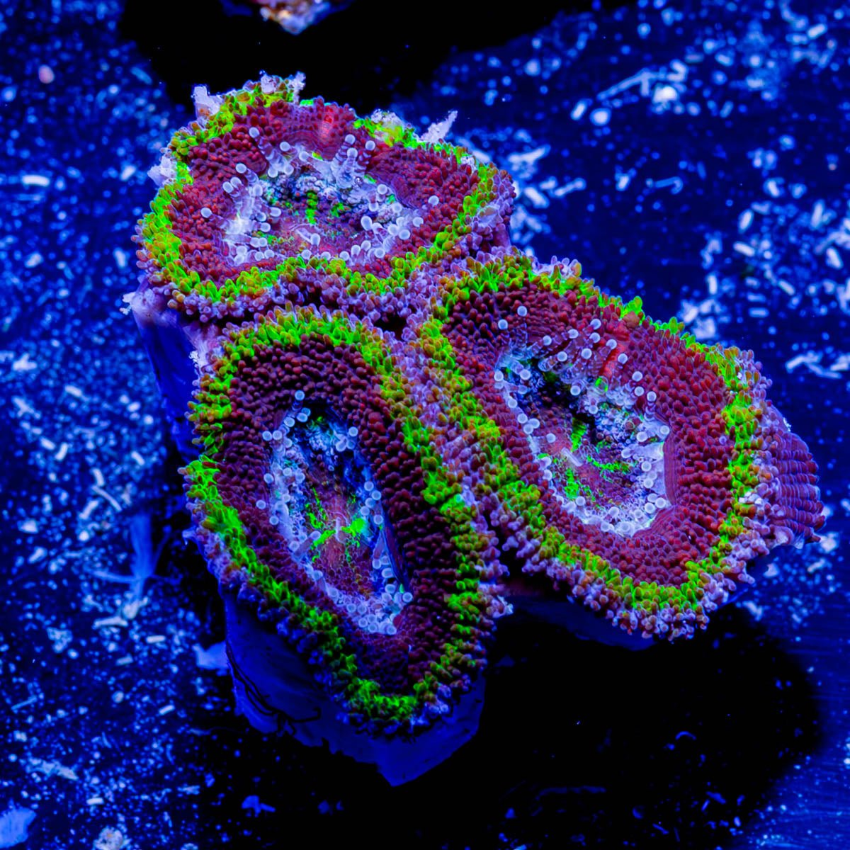 Acan / Micromussa - riptide aquaculture llc