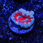 Acan / Micromussa - riptide aquaculture llc
