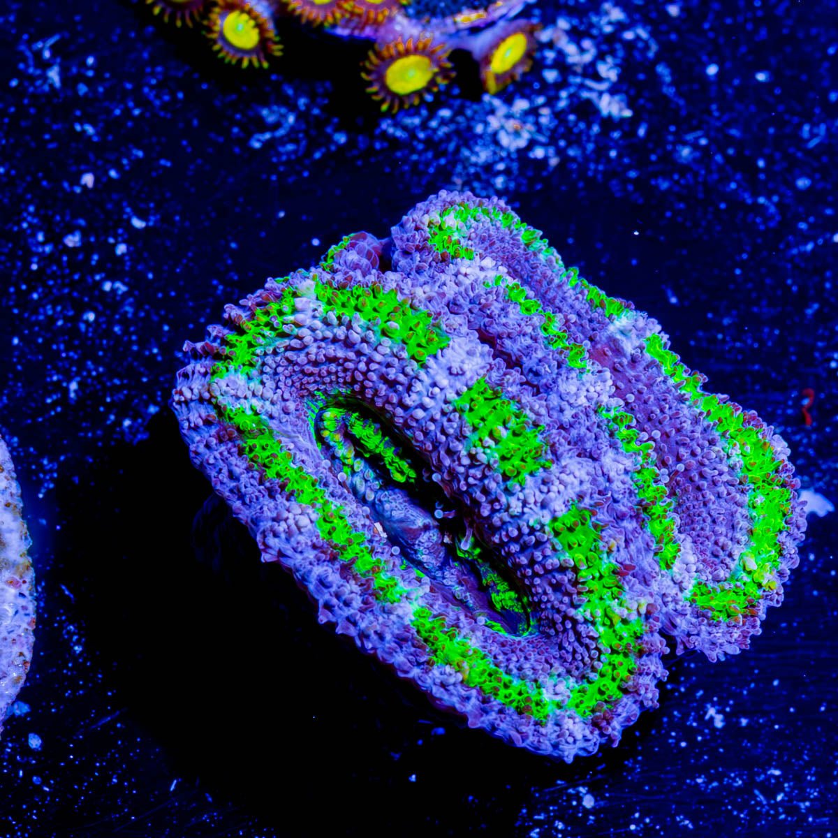Acan / Micromussa - riptide aquaculture llc
