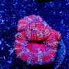 Acan / Micromussa - riptide aquaculture llc