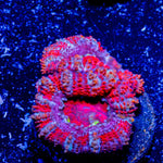 Acan / Micromussa - riptide aquaculture llc