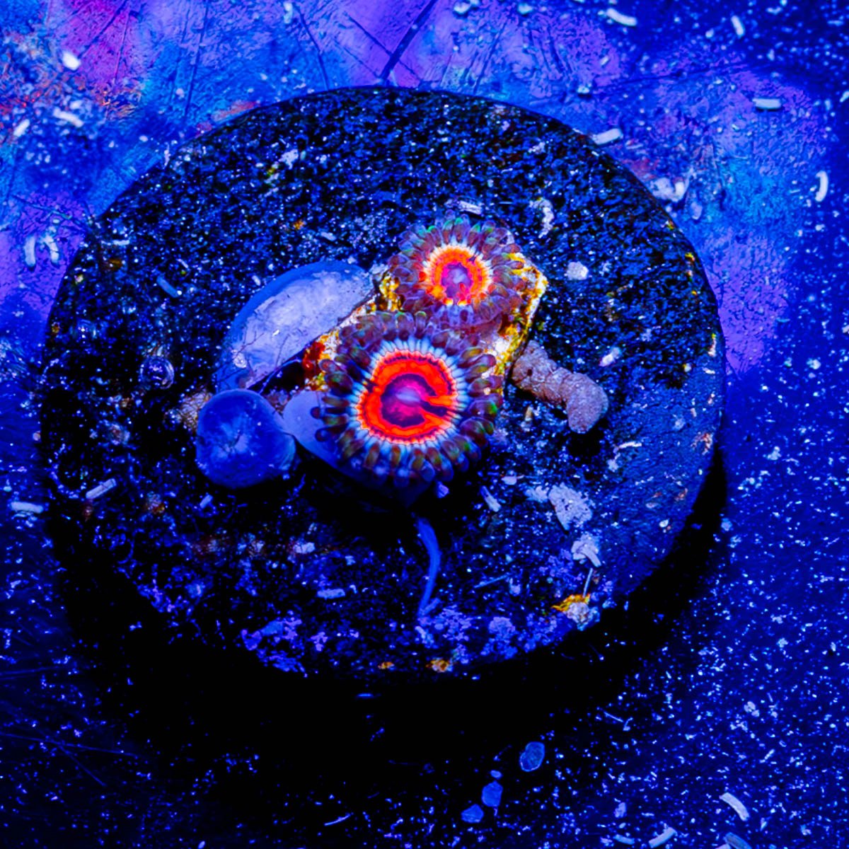 Planet Eclipse Zoanthid - riptide aquaculture llc
