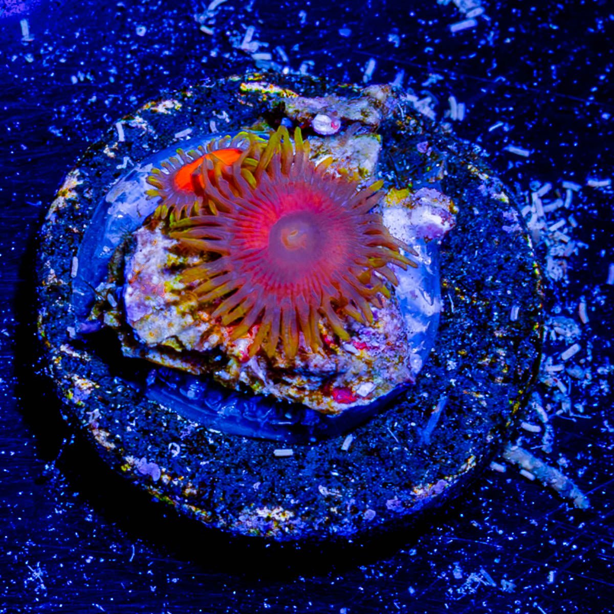 Eagle Eye Zoanthid - riptide aquaculture llc