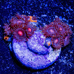 6 Shooter Zoanthid - riptide aquaculture llc