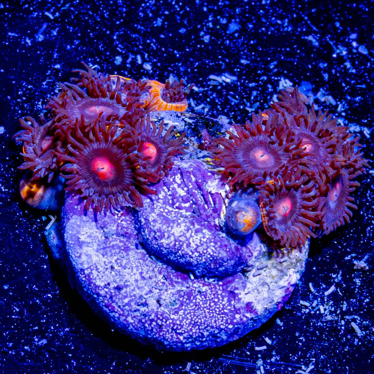 6 Shooter Zoanthid - riptide aquaculture llc